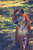  Royal Bengal Tiger, national animal of Bangladesh .