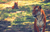  Royal Bengal Tiger, national animal of Bangladesh .