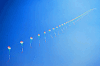  250 kites at a single string .